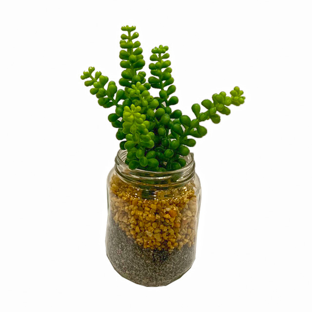 Plantas para sala Esencia Natural